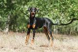 DOBERMANN 770